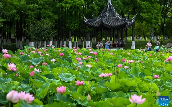 Tuổi Mùi cần lưu ý gì trong tiết Đại Thử 2026: Vì sao dễ chuột rút ban đêm