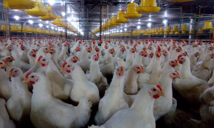 Vì sao gà công nghiệp trên toàn thế giới lại khoác "đồng phục" bộ lông màu trắng?