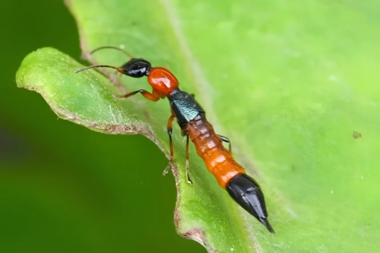 Đừng sợ hãi, kiến ba khoang thực ra là loài côn trùng có lợi