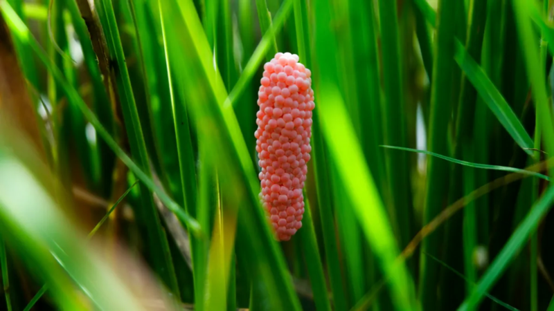 Người Texas bắt đầu nếm mùi ốc bươu vàng rồi