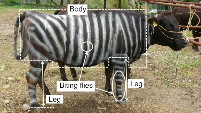 191008095125-painting-cows-zebras-trnd-17456576851821173500447-1745664898344-17456648984115696...jpg 191008095125-painting-cows-zebras-trnd-17456576851821173500447-1745664898344-17456648984115696...jpg