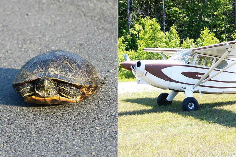 Chuyện nghe như đùa: tai nạn kinh hoàng khiến 3 người thương vong, tất cả chỉ vì 1 chú rùa