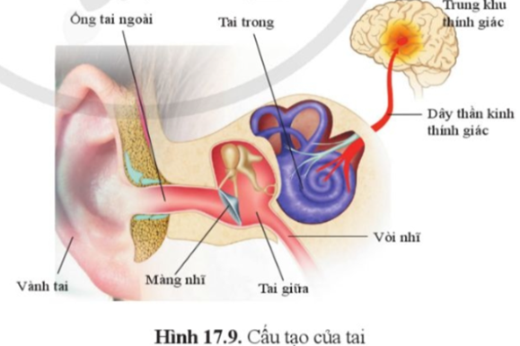 Ngoáy  tai có thể mang lại cảm giác dễ chịu ngay lúc đó, nhưng hậu quả có thể nghiêm trọng hơn bạn nghĩ
