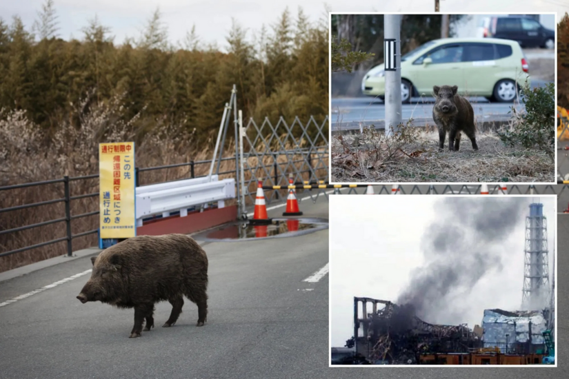 Lợn hoang tại vùng phóng xạ hạt nhân Fukushima Nhật Bản trở thành "X-Lợn", đẻ ngày càng nhiều
