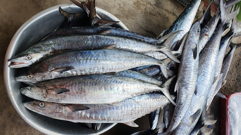 Loài cá bình dân bán đầy ngoài chợ Việt có lượng Omega-3 gấp đôi cá hồi